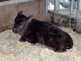 '2nd-generation' cloned bull born in Kagoshima